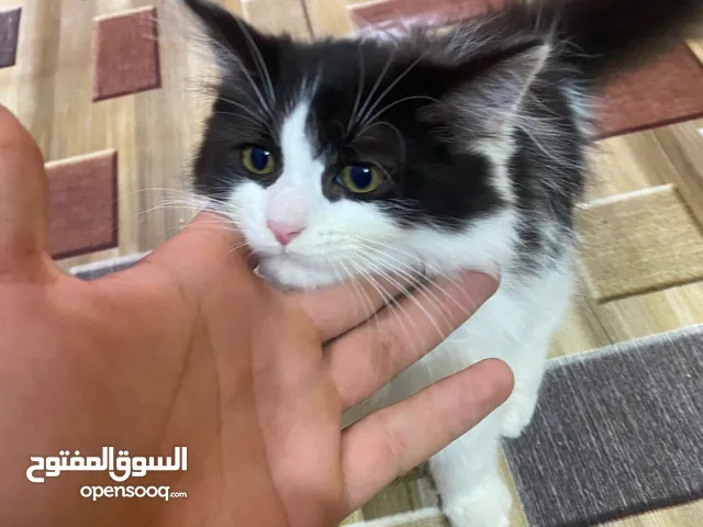 قطط هملايا مزاويح نثيه وفحل مع افرخ