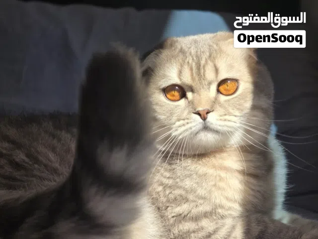 للتبني قط سكوتش فولد