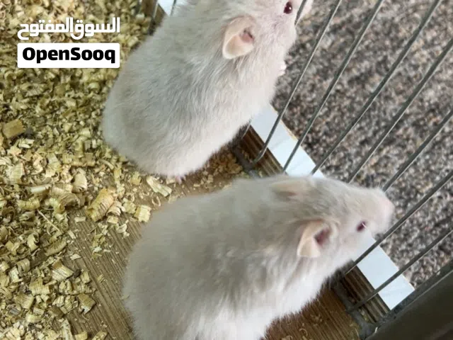 متوفر هامستر سوري أصلي للبيع، صحته ممتازة ونشيط جداً، ولعوب وبحب الحركة. متعود على البشر ومناسب جميع