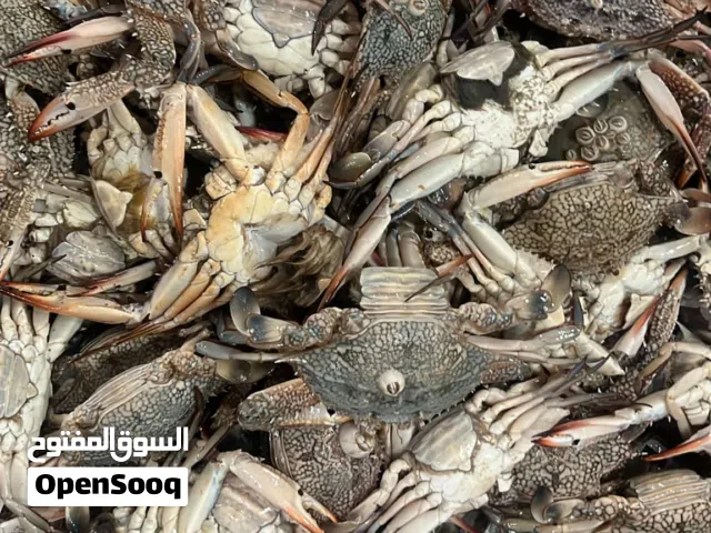 سمك طازج يوميا من البحر الي البيت لسنا الوحيدون ولكننا بفضل الله متميزون