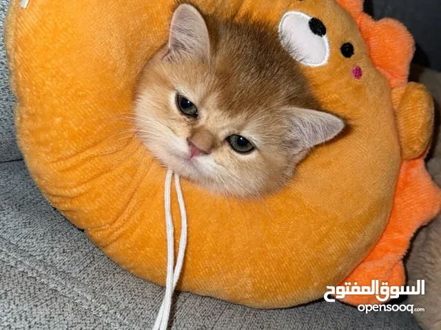 قطه سكوتش ستريت قولد كيتن
