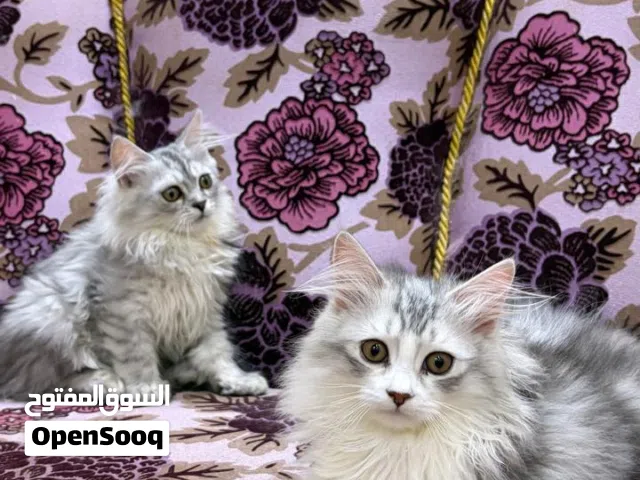 قطط صغيره جميله للبيع