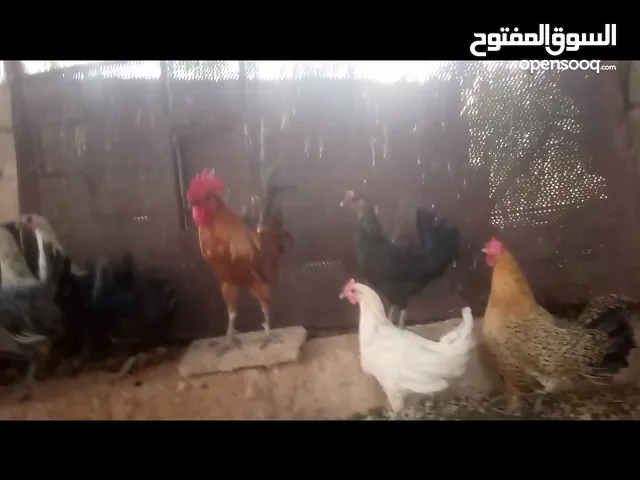 دجاج للبيع
