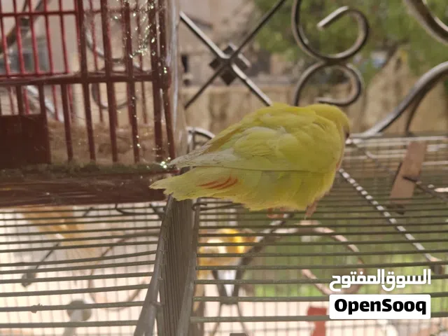 عصفور روز اصفر البينو