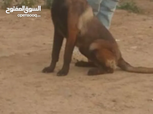 مالينوا شاربوني حرا