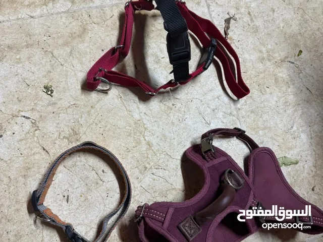 كلب للبيع عمر شهرين مع 3 اطواق ماخد مطعوم اول يوجد شهاده صحيه