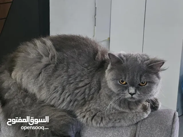 قطة سكوتش فولد لون سكني الاسم لوسي