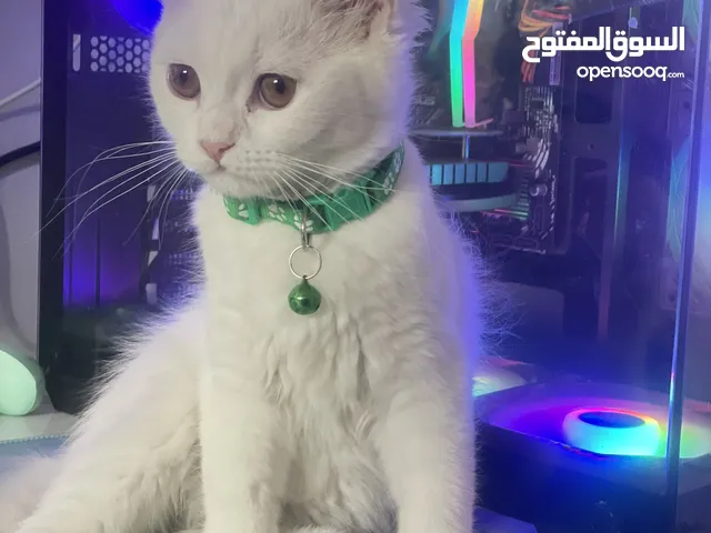قطة هملايا انثى عمر 4 اشهر