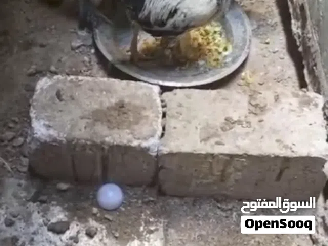 السلام عليكم اريد ابيع الديج الواحد