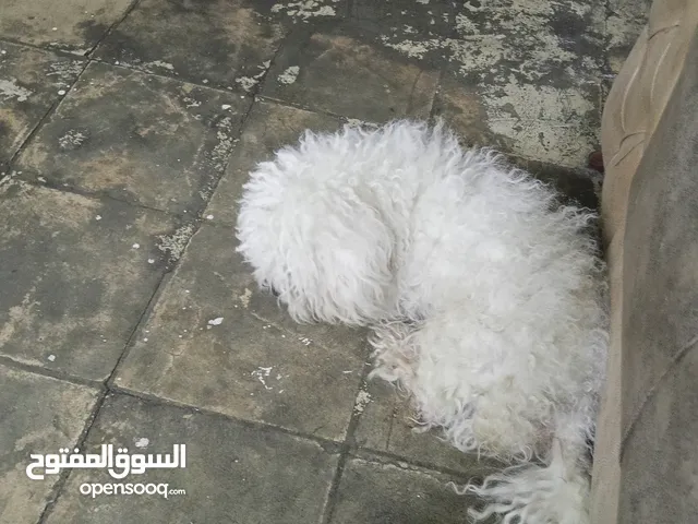 بودل العمر سنه