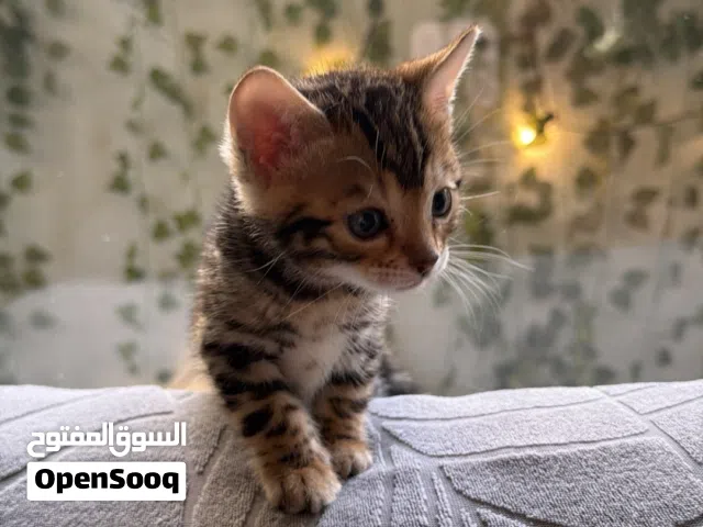 قطط بنقال بنغال للبيع