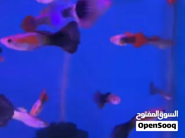 سمك الجوبي الملون والنشيط بصحة ممتازة