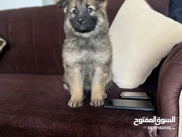 ما شاء الله جيرمن مستوى فخم لون نحاسي عمر شهرين عظم عريض