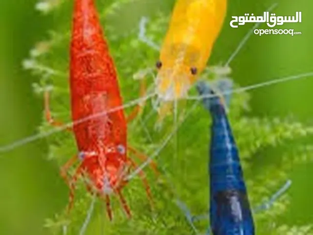 للبيع اسماك و جمبري و حلزون