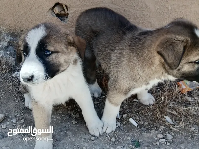 كلاب جروين بندق للبيع ماشاء الله مفطومين جديد وسعر خيال وبحبوا اللعب وبحبوا الاطفال بنفعوا حراسه