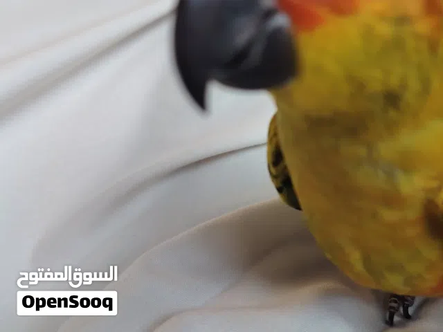 صن كنيور اليف