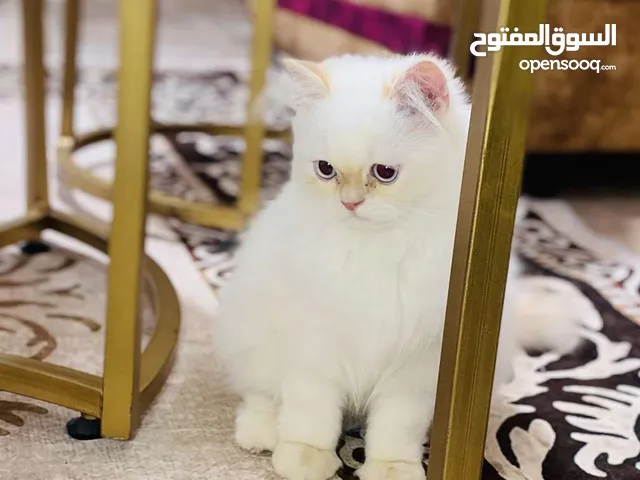 قط شيرازي ذكر