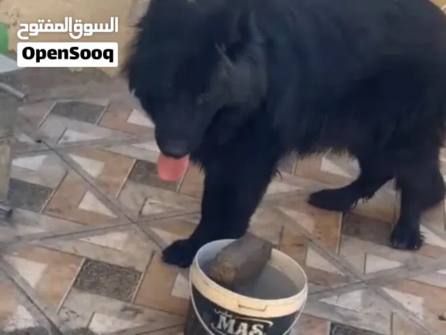 جلب للبيع.