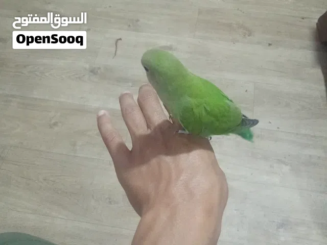 بركديلو انثايه ترويض منزلي ربي ايبارك