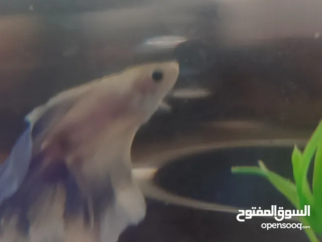السلام عليكم ورحمه الله وبركاته متوفر فايتر حرق