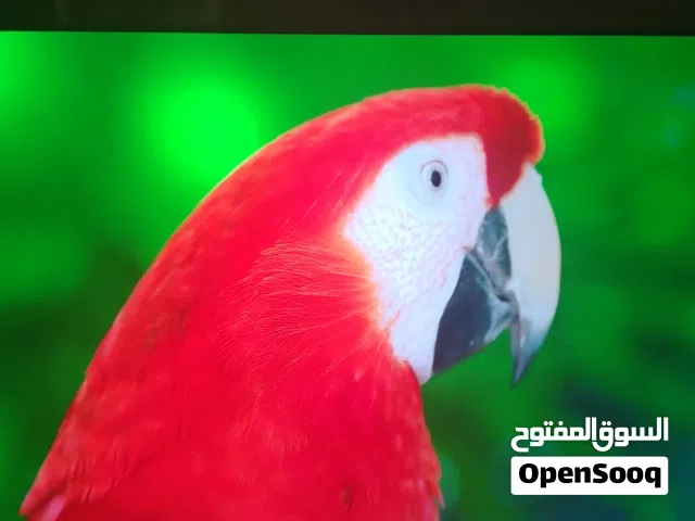 شاشه سامسونج 65 سمارت