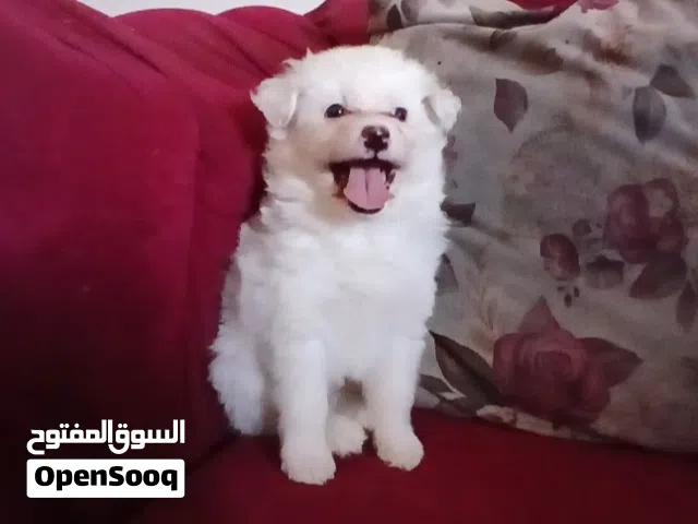 جرو بمورينيان ذكر السن 60 يوم للبيع
