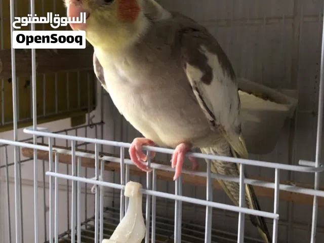 فندقة واستضافة طيور وببغاوات في جدة رعاية منزلية خبيرة