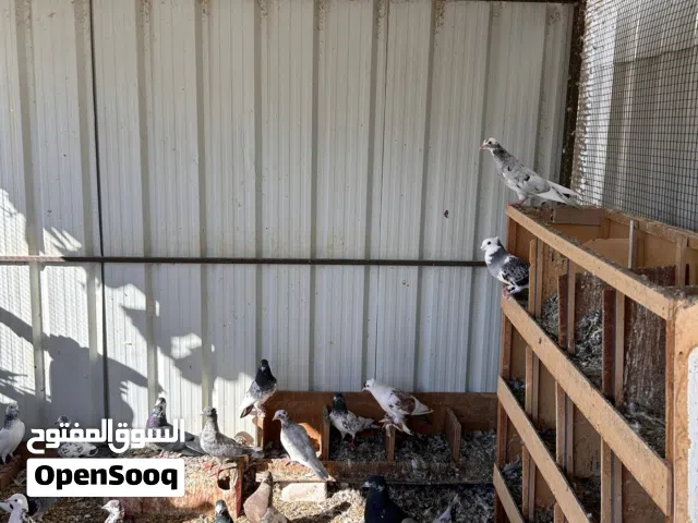 للبيع حمام