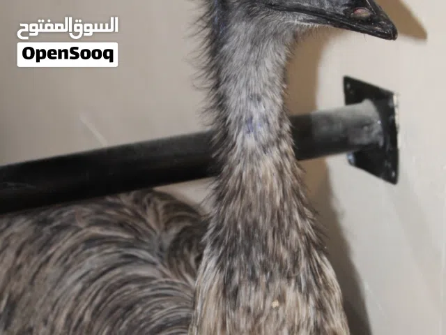 زوج نعام الايمو ،و اقفاص للبيع