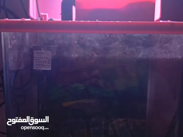 حوض سمك صغير