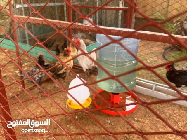 دجاج للبيع في الفلاح الجديدة و أرخص الأسعار