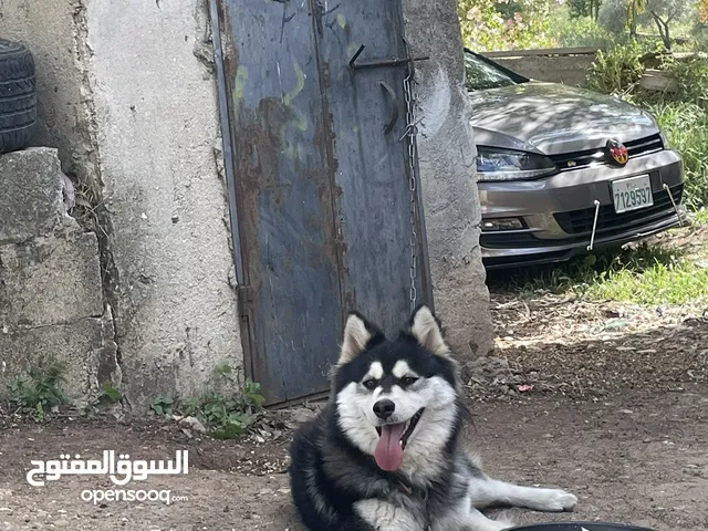 كلب هاسكي 9 شهور