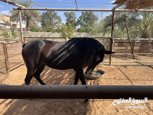 فرس لاقوه الا بالله مشاء الله عليها حارز بسته شهور