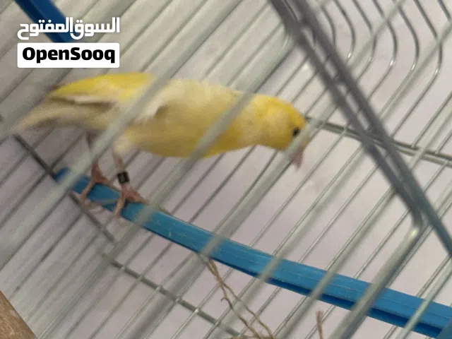 أنثى كناري للبيع جاهز