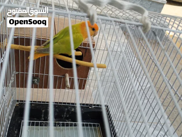 ببغاء البردكيلو