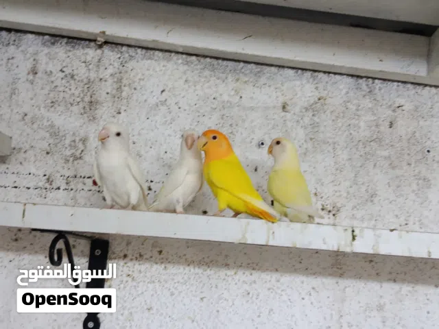 للبيع جوزين روز منتجات