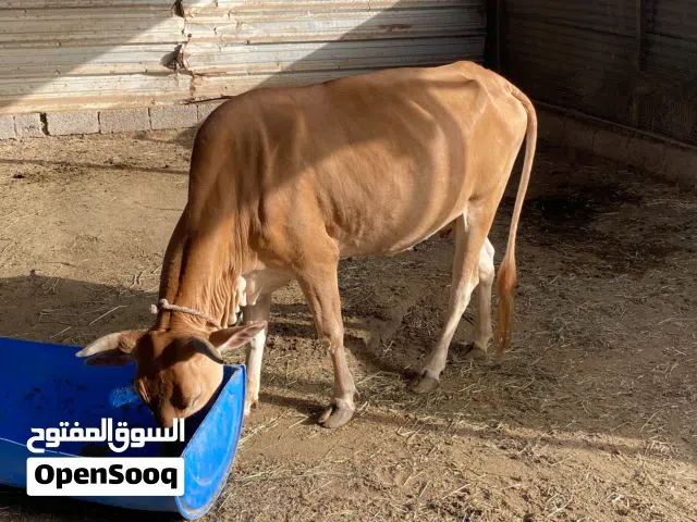 للبيع ابقار