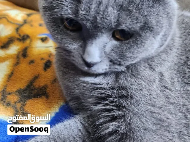 3 قطط اناث سكوتش فولد عمر سنتنان للببع منزليات اكلهم دراي فود مطعمين