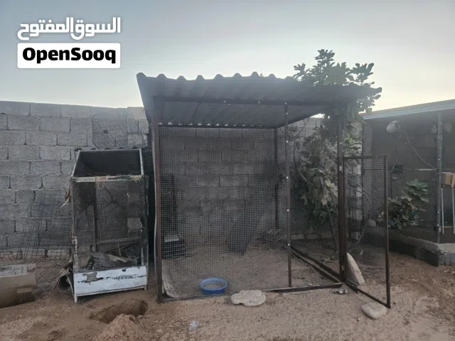 براكه طيور  اقراء الوصف