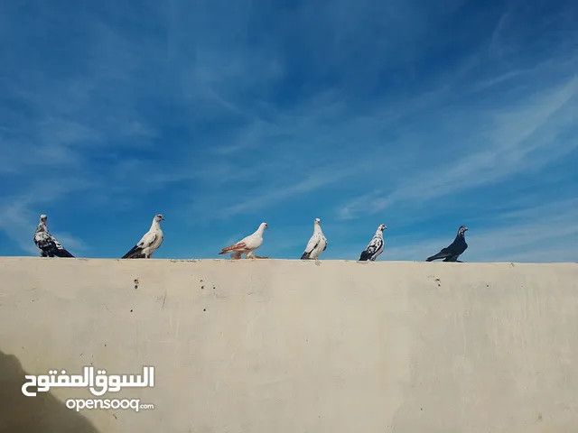 جوز سكسونيات