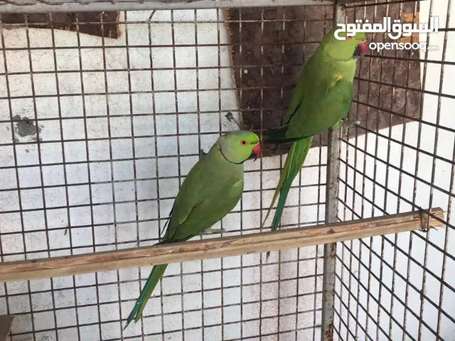 طيور منتجه للبيع