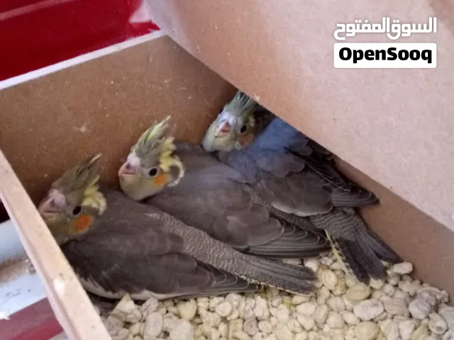 عصافير كوكتيل للبيع