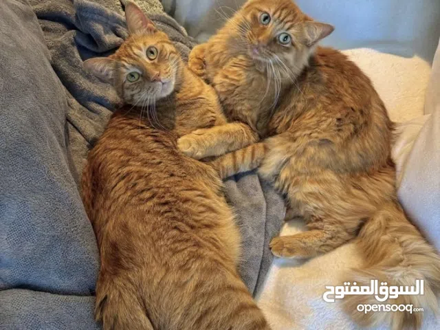 2 Bonded Cats For Adoption