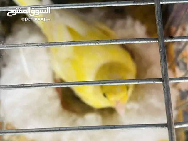 كناري انتاج ليبيا 13 الطرف