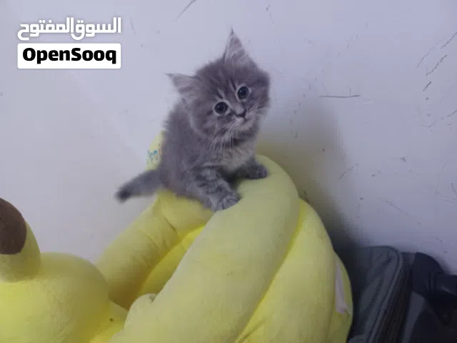 قطة شيرازية للبيع