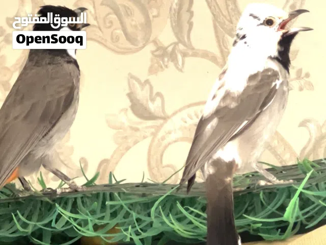 متاح زوج بلابل الطيره مشجره والفحل عادي طبك جديد جاي بلفن عش