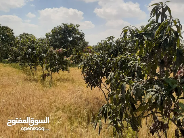Farm Land for Sale in Ismailia Fayed