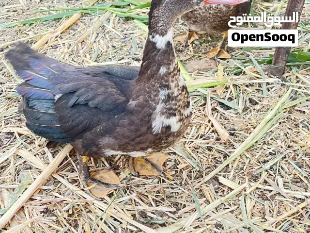 بط مصري للبيع