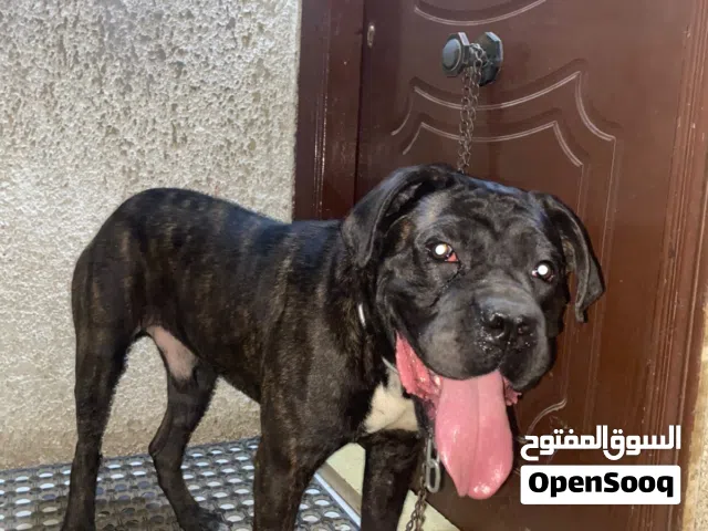كلب كين كورسو