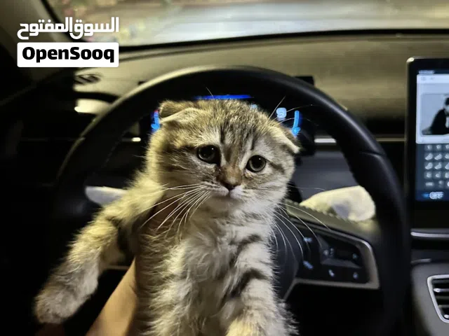 قط سكوتش فولد انثى العمر شهرين 2